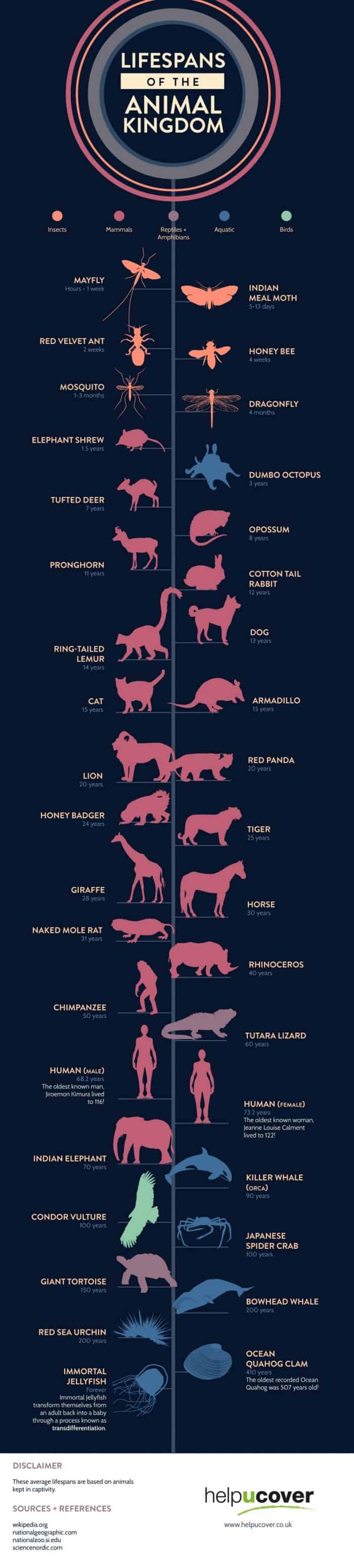 Life Spans of the Animal Kingdom [Infographic] | Daily Infographic