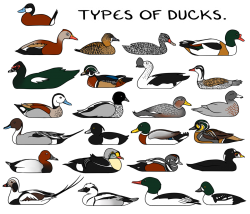 Types of Ducks. by twapa on DeviantArt