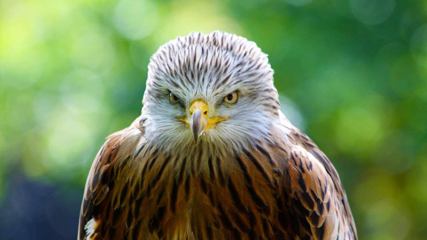 Hawk, Bird, Predator laptop 1366×768 HD Background