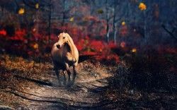 Horse Alone Wallpapers
