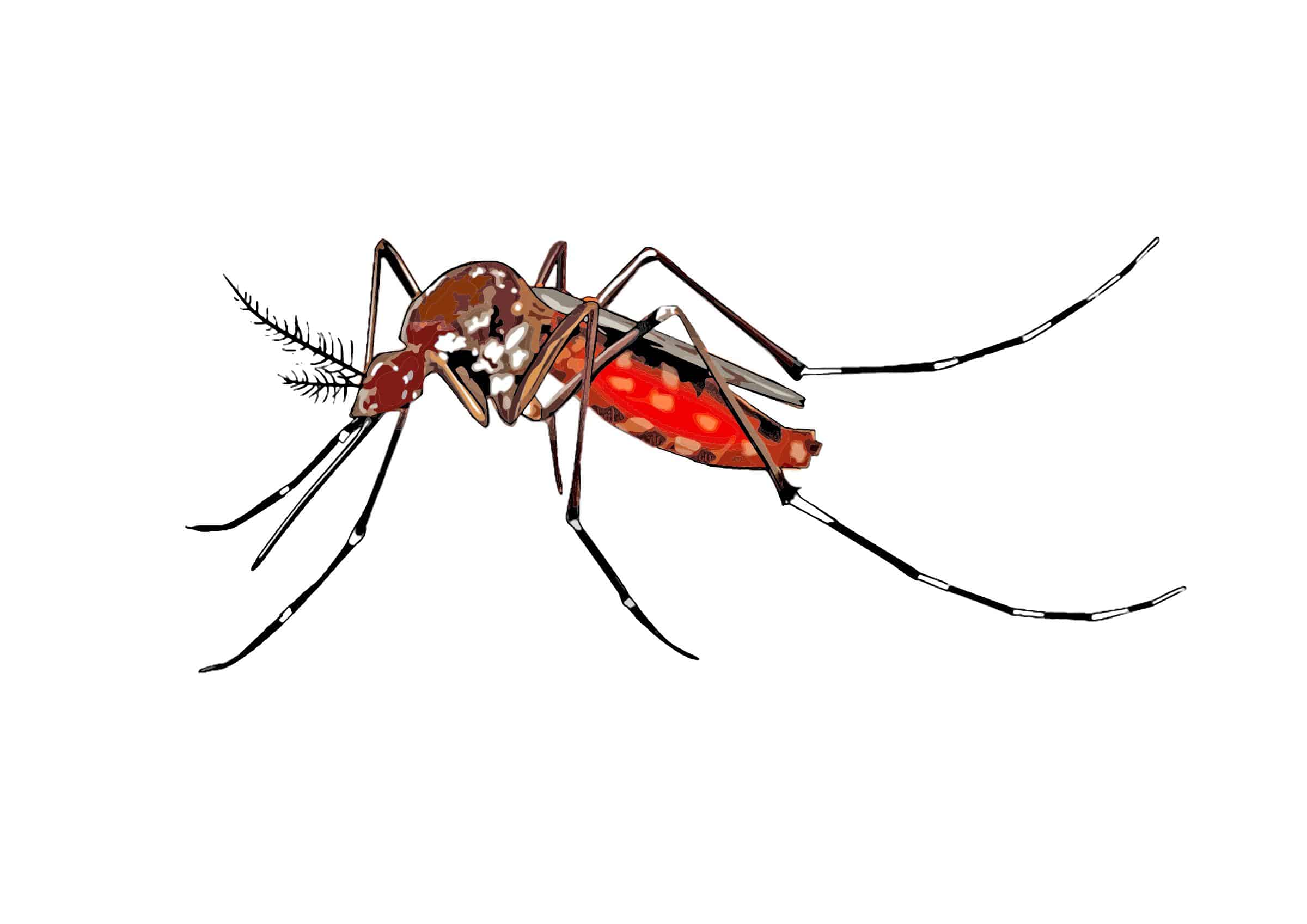 cartoon mosquito spreading Aedes aegypti Icons PNG