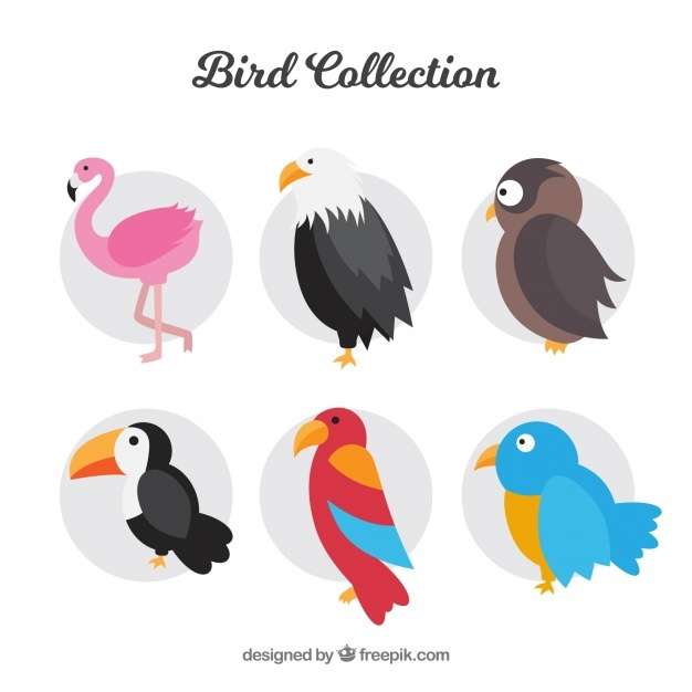 Flat bird collection