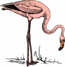 Pink flamingo Icons PNG