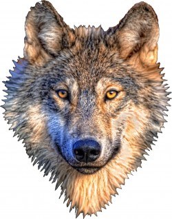 Wolf Head Icons PNG