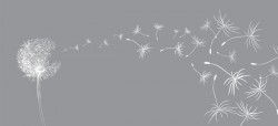 Dandelion with gray background vector 01
