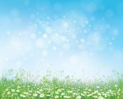 White daisies with spring backgrounds vector set 13