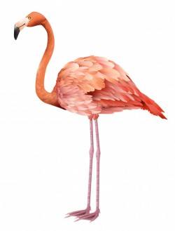 Beautiful pink flamingo standing