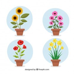 Flower pot collection with flat design