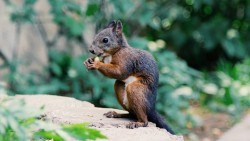 Wallpaper squirrel
