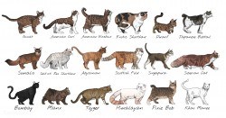 Diverse Cats Poster