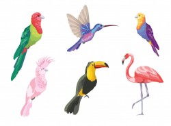 Set tropical birds exotic nature