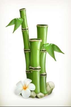 Bamboo with white flower vector
