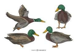 Duck Colored Illustration Set