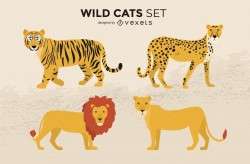 Wild Cats Illustration Set