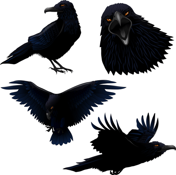 Illustrated crow set
