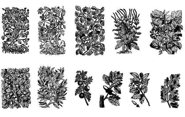 11 Old Plant Engravings Vector Patterns
