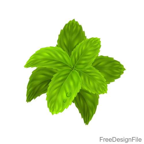 Peppermint green leaves illustration vector 03