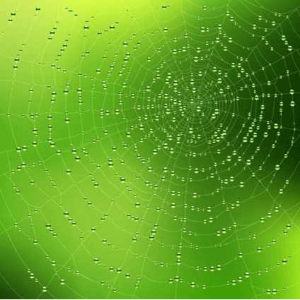 Spider web background 03 vector material