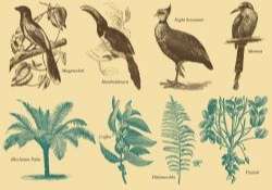Brazil Flora And Fauna Vector Sketches