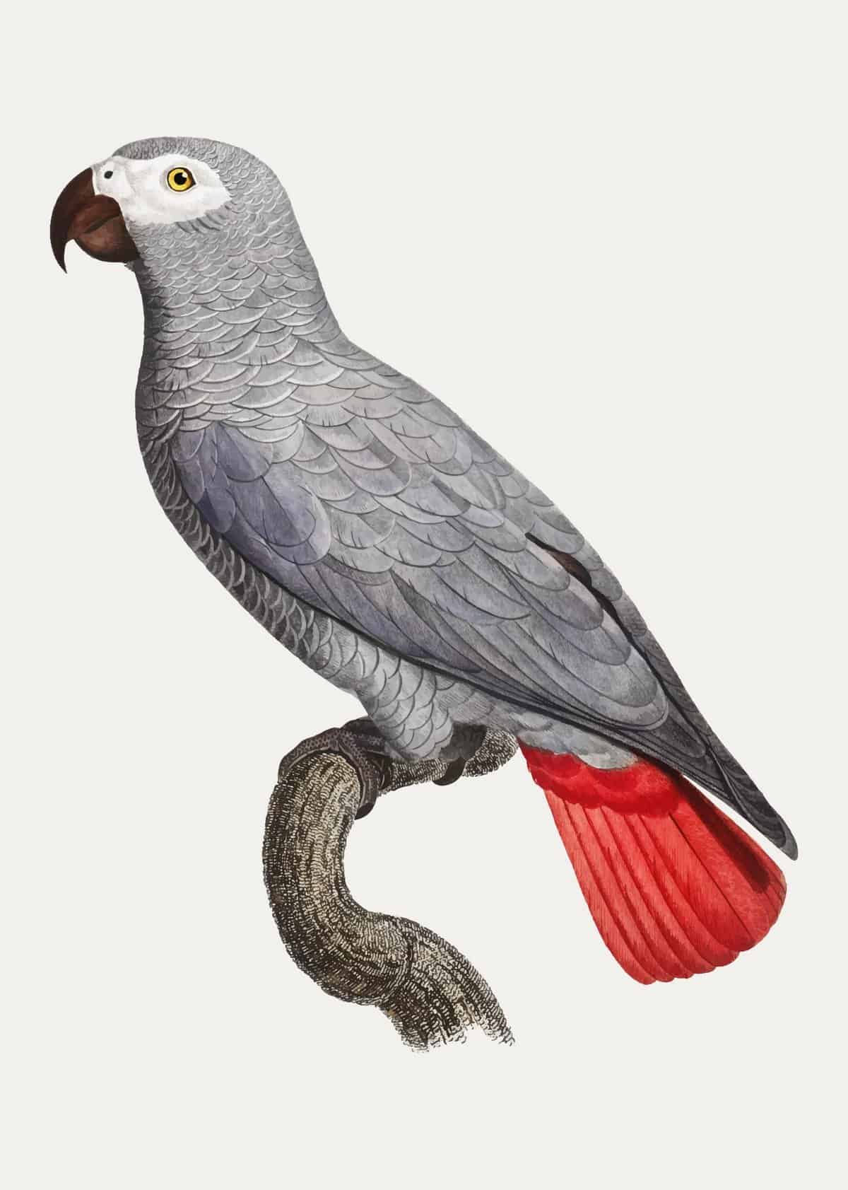 Congo grey parrot
