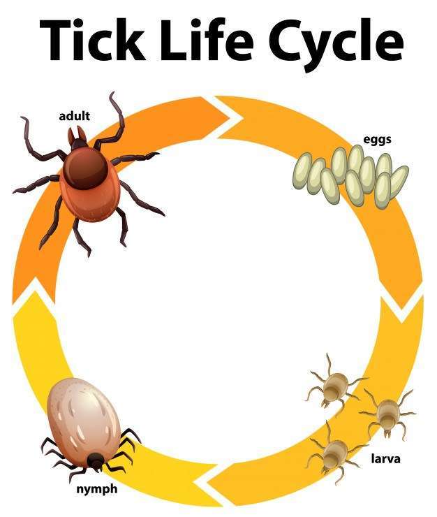 Diagram showing life cycle of tick