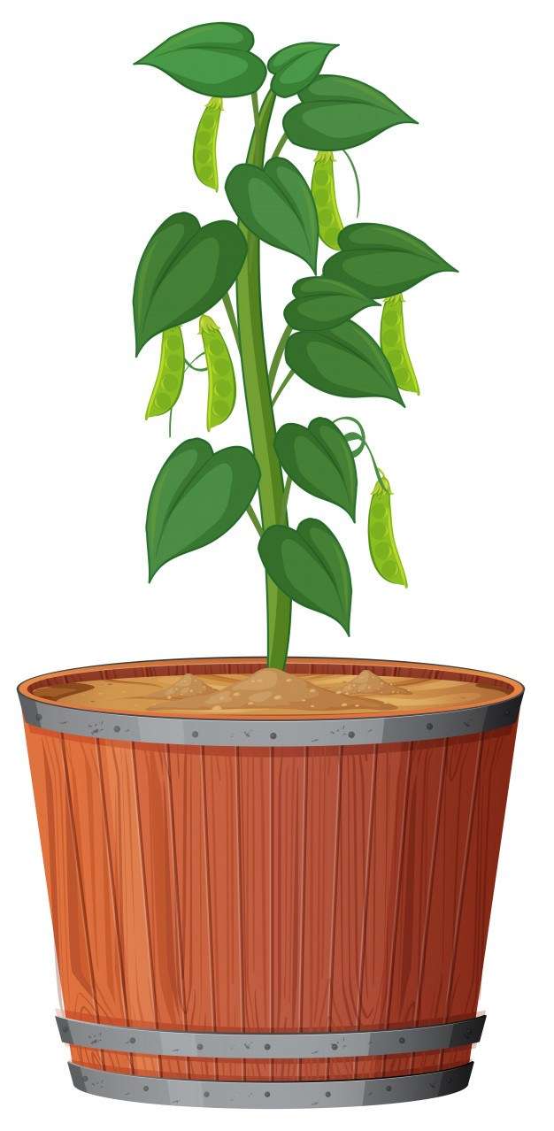 Plant in pot with soil isolated
