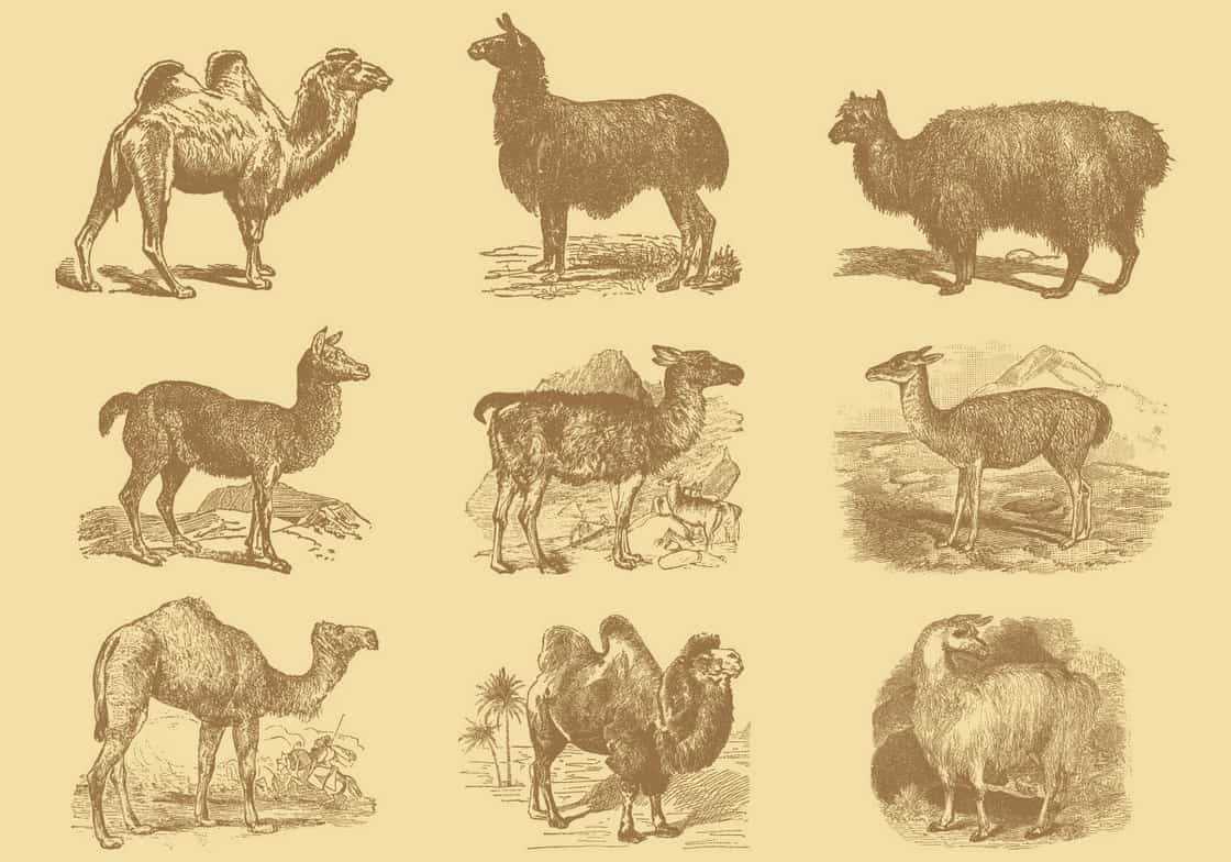 Alpacas And Camels