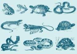 Blue Reptile Illustrations