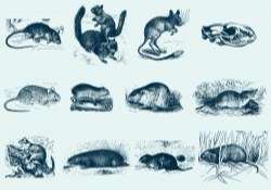 Blue Rodent Illustrations