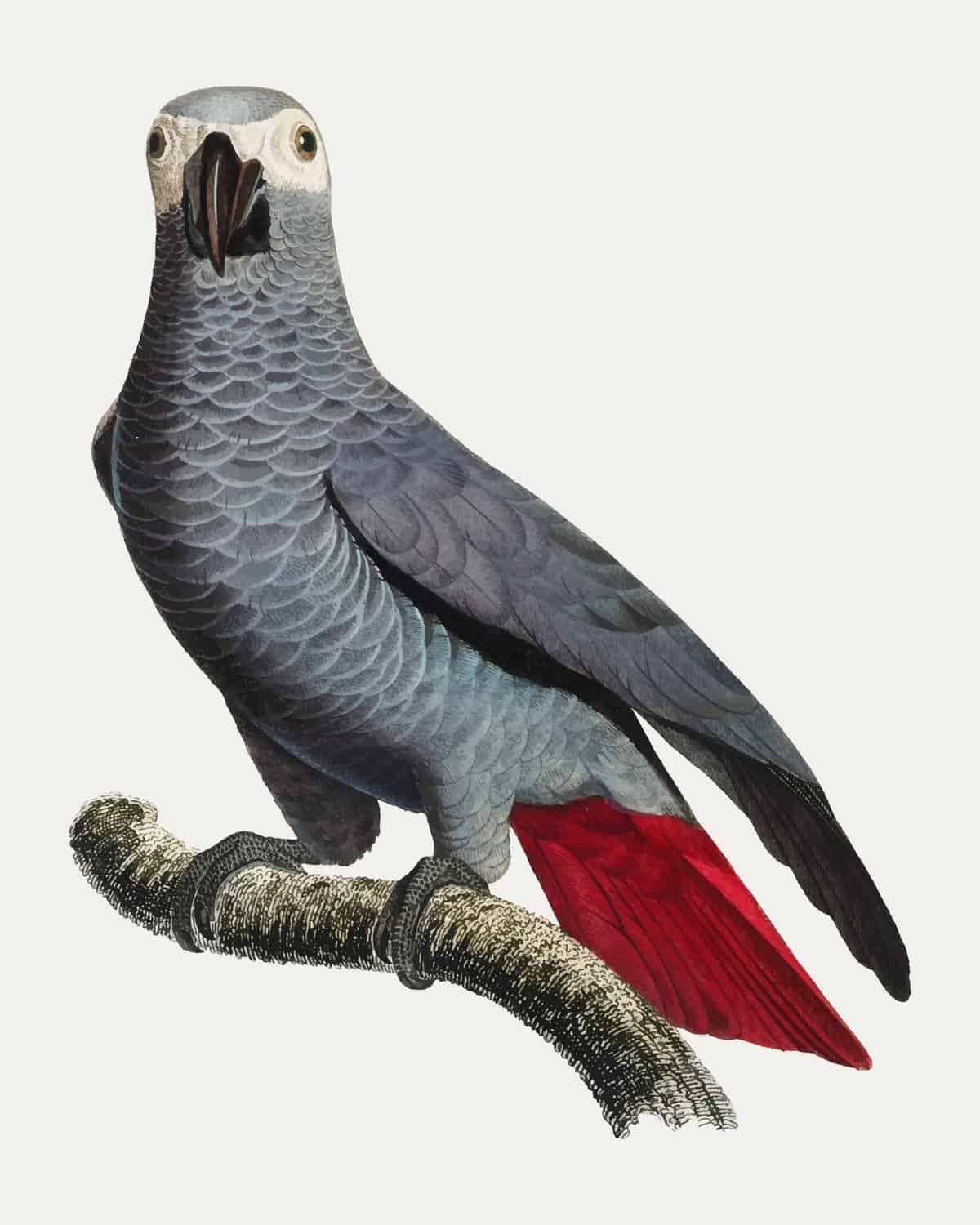 Congo grey parrot