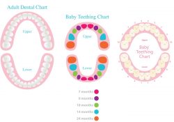 Dental Charts