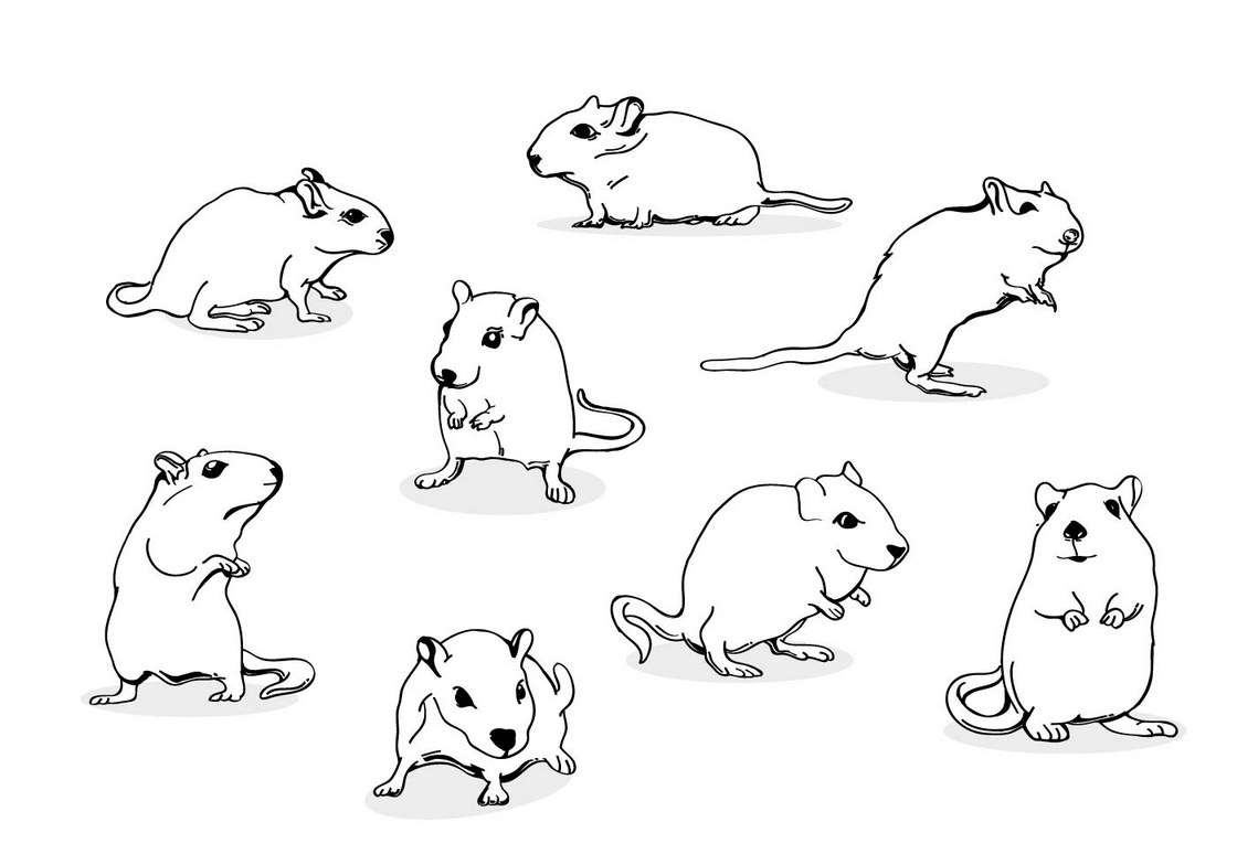 Gerbil Mouse Line Art