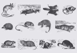 Gray Rodent Illustrations
