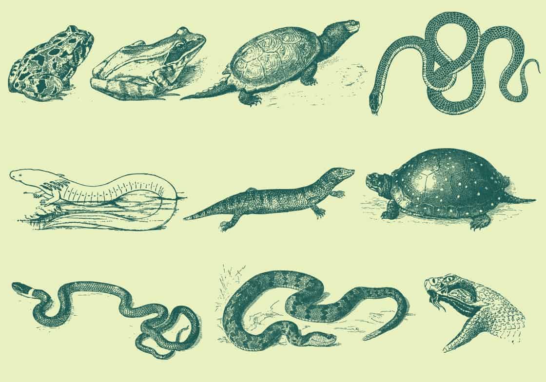 Green Reptile Illustrations