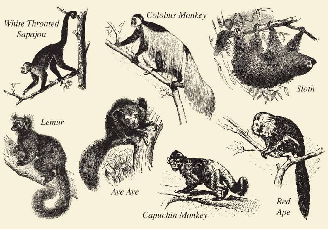 Old Style Drawing Mammals
