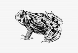 Toad shade drawing