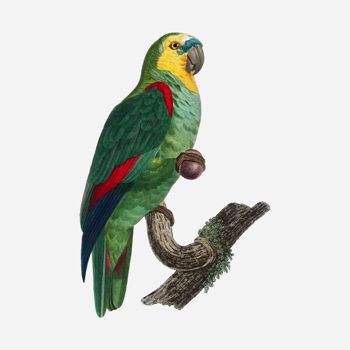 Turquoise-fronted parrot