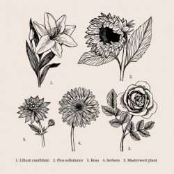 Vintage drawing with botany flower collection