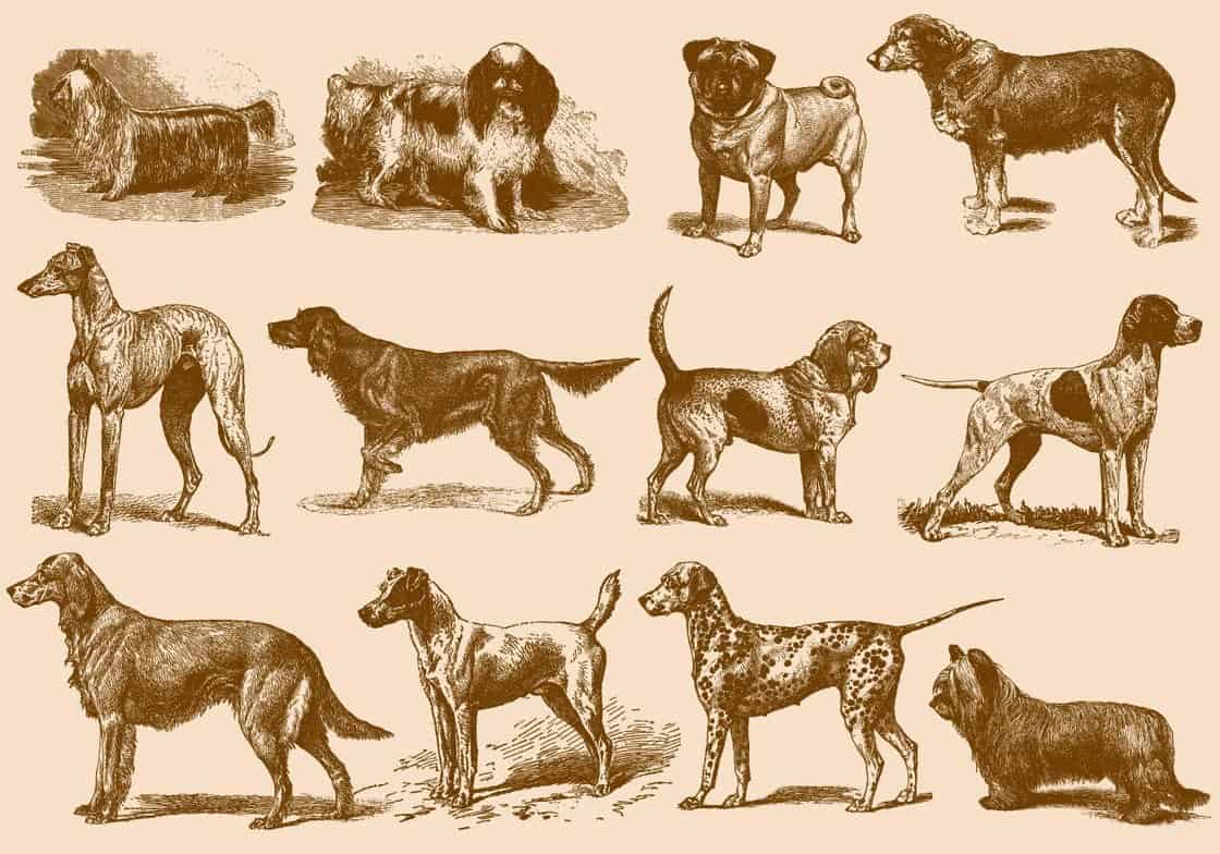 Vintage Brown Dog Illustrations