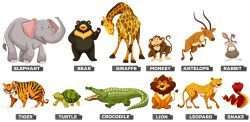 Wild animals in many types