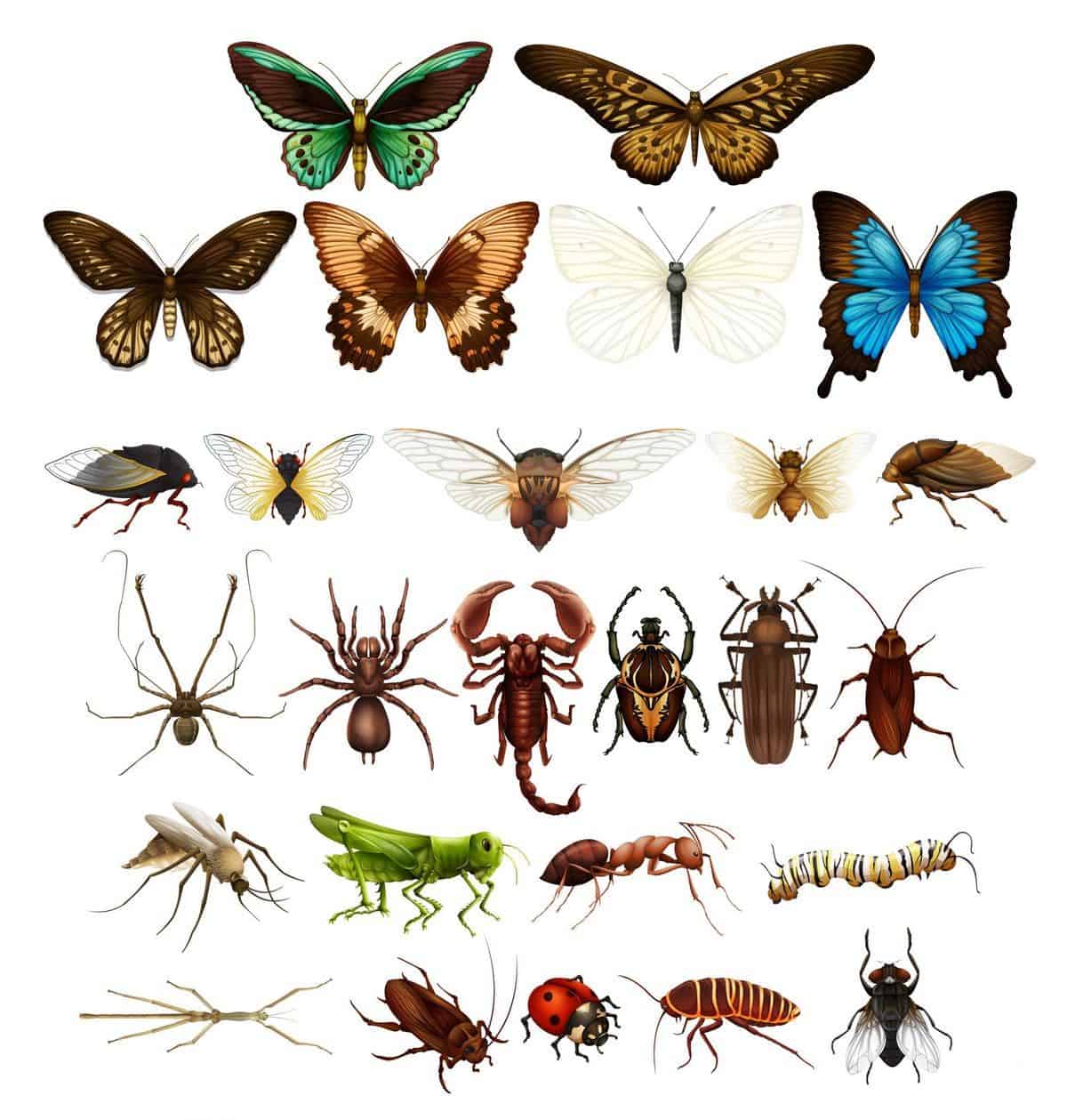 Wild insects in various types