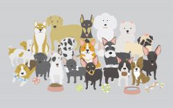 dogs collection