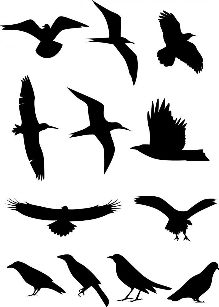 Bird silhouette Vector