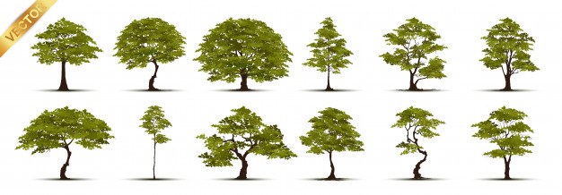 Collection of tree