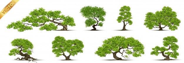 Collection of tree