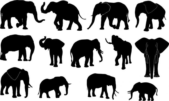 Elephant silhouettes Vector