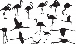 Flamingo silhouettes Vector