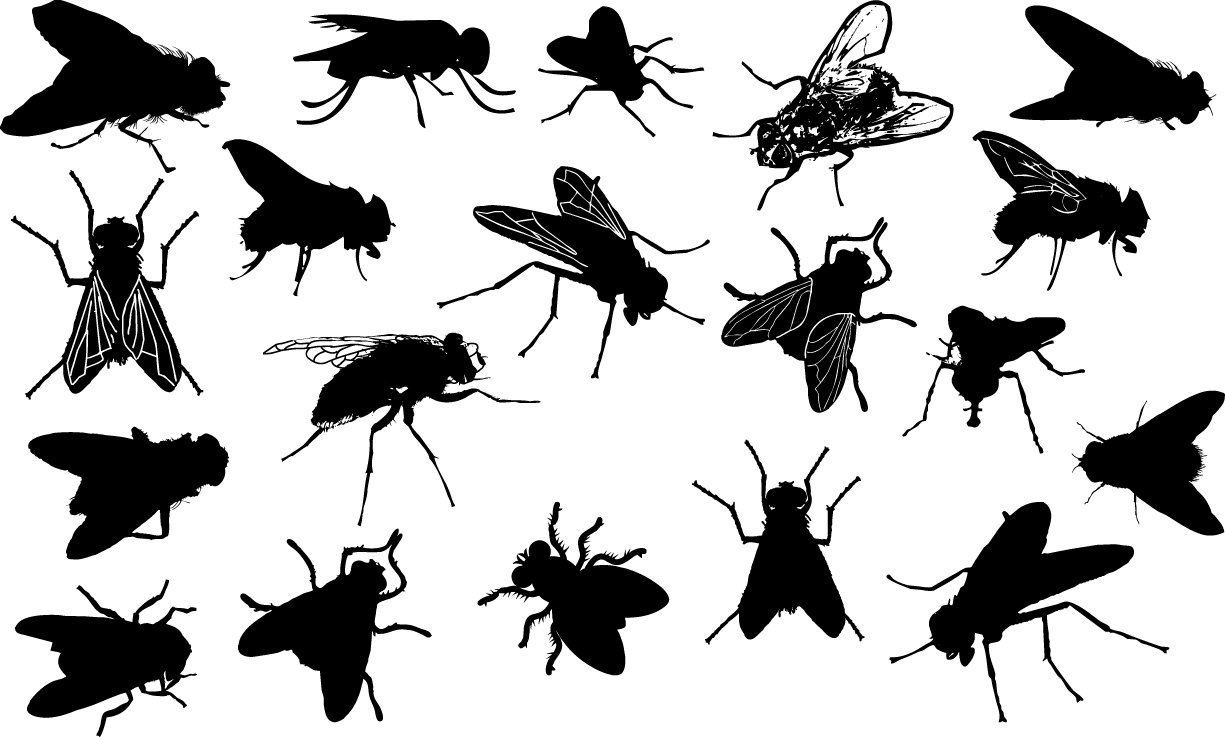 Fly silhouette Vector