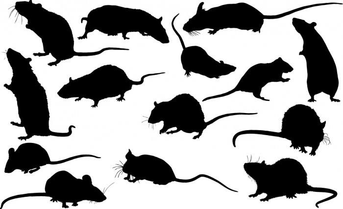 Mouse silhouette Vector