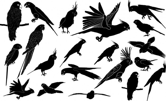 Parrot silhouettes Vector
